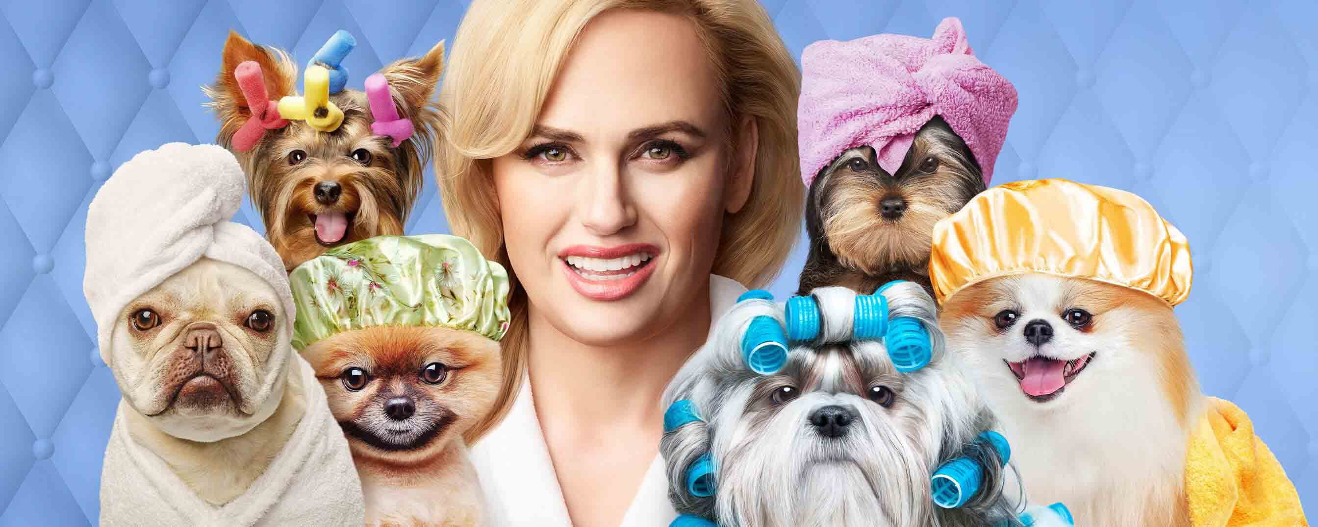 pooch in perfcet