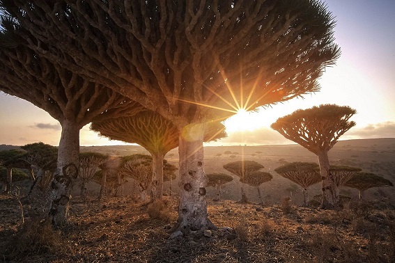 جزیره سُقطری – یمن (Socotra Island)