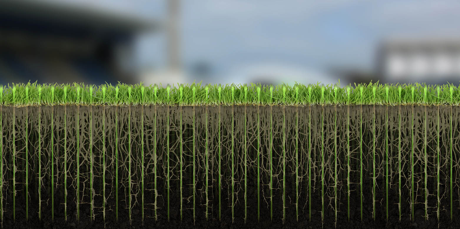 grass